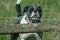 Closeup shot of an adorable Olde English Bulldogge on the green grass