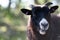 Closeup shot of an adorable Romanov sheep