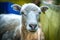 Closeup shot of an adorable sheep face