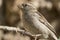 Closeup shot of an adorable sparrow on a tree branch