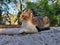 Closeup shot of an adorable tabby cat with bright eyes on a stone ledge