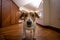 Closeup shot of an adorable terrier dog in a hallway looking straight at the camera