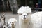 Closeup shot of adorable white alpacas on blurred background