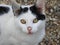 Closeup shot of an adorable white cat with black spots on its head standing on a floor of stones