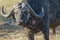 Closeup shot of an adult bison with greenery on the background