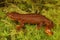 Closeup shot of an adult female Rough-Skinned Newt, Taricha granulosa on green moss