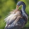 Closeup shot of an adult tricolored heron cleaning its feathers