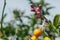 Closeup shot of Aesculus pavia blossoms on a stem