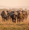 Closeup shot of an African cape buffalo herd in the field