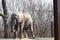 Closeup shot of an African Elephant at the Kansas City zoo