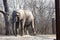 Closeup shot of an African Elephant at the Kansas City zoo