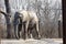 Closeup shot of an African Elephant at the Kansas City zoo