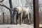 Closeup shot of an African Elephant at the Kansas City zoo
