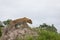 Closeup shot of an African leopard sitting on the rock with the grey sky in the background