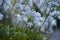 Closeup shot of African lilies blossoming in the garden