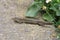 Closeup shot of an agamid lizard on the ground next to the flowers in the garden