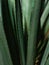 Closeup shot of an agave plant with thick, narrow, long, green succulent leaves with prickly edge