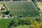 Closeup shot of an agricultural land wth planting of vines