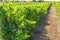 Closeup shot of an agricultural land wth planting of vines