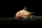 Closeup shot of an albino corydoras aeneus fish swimming underwater