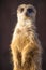 Closeup shot of an alert meerkat being watchful in the desert