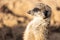 Closeup shot of an alert meerkat being watchful in the desert