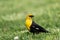 Closeup shot of an alert yellow-headed blackbird standing in grass