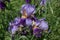 Closeup shot of an algerian iris flower in nature on a sunny day