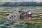 Closeup shot of an alligator lurking in the lake