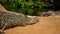 Closeup shot of the alligator near the water on the sand - perfect for background