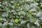 Closeup shot of Alnus green leaves growth