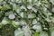 Closeup shot of Alnus green leaves growth