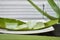 Closeup shot of an aloe vera plant inner juice on a leaf