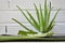 Closeup shot of an aloe vera plant with the inner juice on a leaf