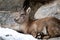 Closeup shot of Alpine ibex baby (Capra ibex)