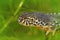 Closeup shot of an Alpine newt with greenery underwater