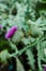 Closeup shot of alpine sea holly flower