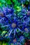 Closeup shot of alpine sea holly flower