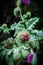 Closeup shot of alpine sea holly flower