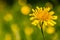 Closeup shot of an amazing common dandelion under sunlight