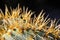 Closeup shot of an amazing exotic plant leaf with sharp thorns