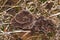 Closeup shot of amazing mushrooms growing in the forest