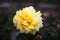 Closeup shot of an amazing yellow rose flower