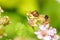 Closeup shot of an ambush bug on the pink flower