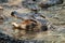 Closeup shot of an American alligator swimming in the water with other alligators