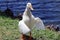 Closeup shot of an American Pekin duck found walking next to a lake