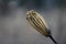 Closeup shot of Ammi visnaga commonly known as toothpick-plant on a blurred background