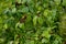 Closeup shot of Amur Honeysuckle berry bush