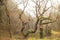 Closeup shot of an ancient twisted oak tree in a winter forest scene in Wales