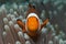 Closeup shot of an anemonefish swimming in the ocean near coral reefs